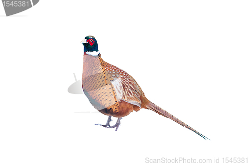 Image of Pheasant