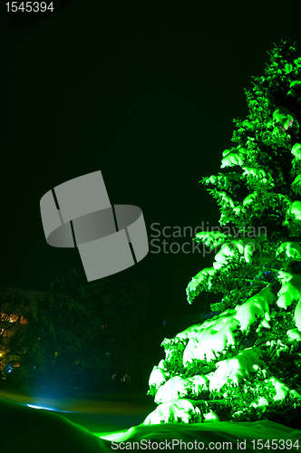 Image of Night Fir-tree