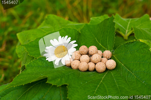 Image of Herbal Medicine