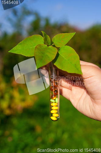 Image of test tube with tablets, berries and plant