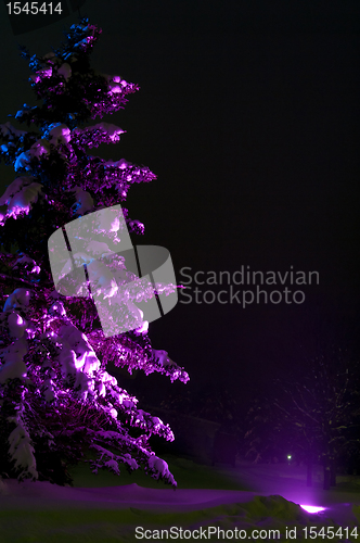 Image of Night Fir-tree