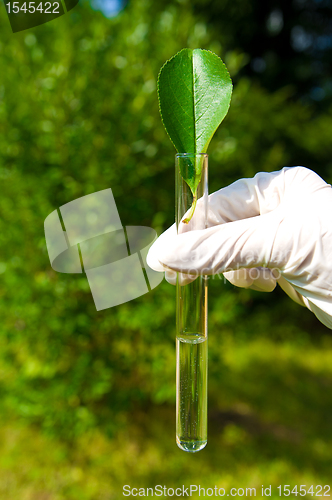 Image of test tube with water and leaf