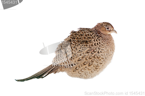 Image of Pheasant