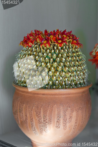 Image of marzipan cactus