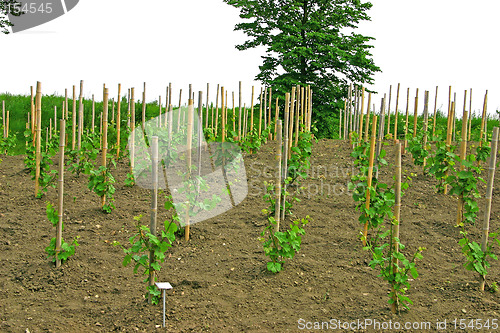 Image of bears bushes