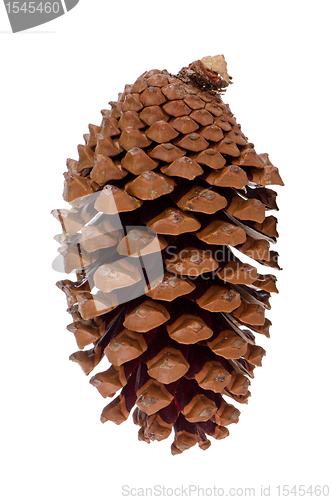 Image of Pine cone 