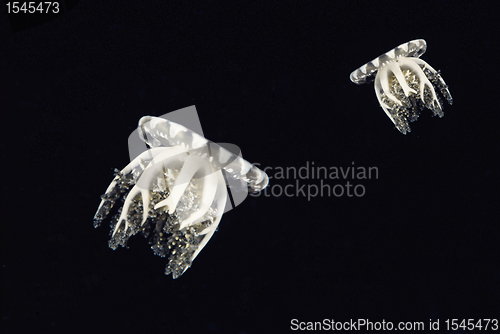 Image of Compass jellyfishes
