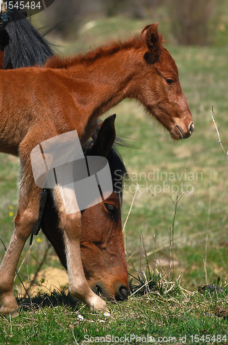 Image of Mare and colt, horses