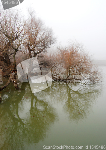 Image of Tree in swollen waters