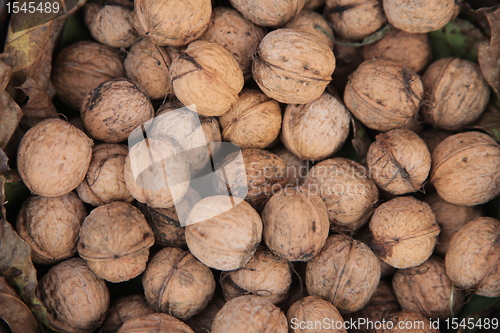 Image of Walnuts