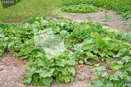 Image of rhubarb