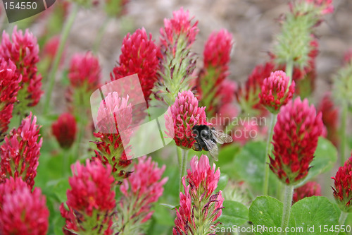 Image of flower