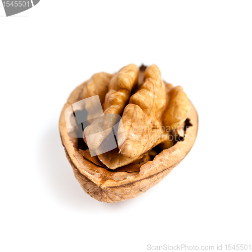 Image of fresh walnut 