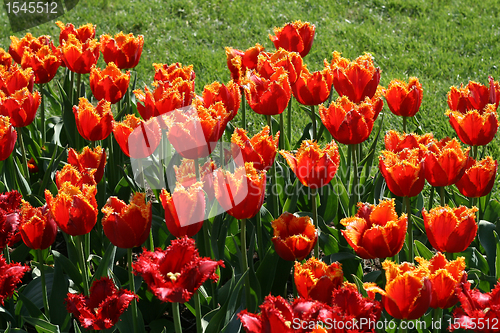 Image of beautiful tulips