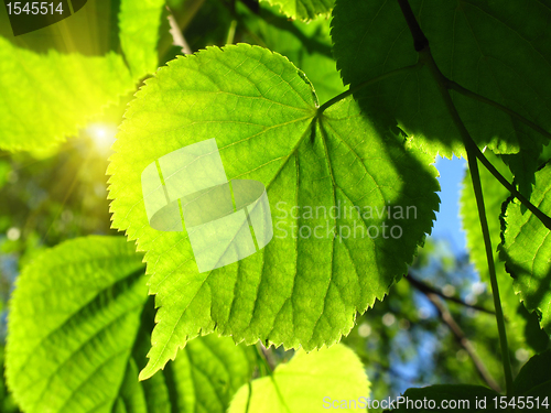 Image of fresh green leaf