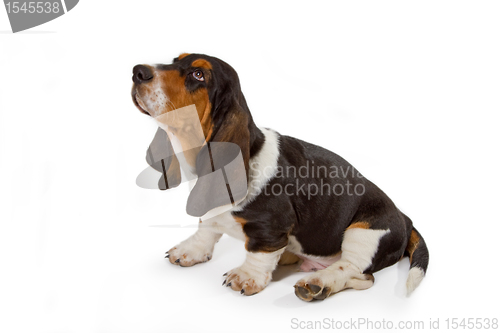 Image of Cute basset puppy