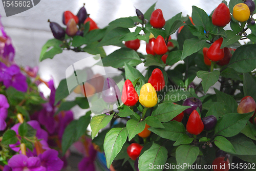 Image of Chilli peppers in garden