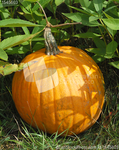 Image of Pumpkin in plant bed