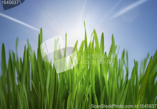 Image of grass and sunlight