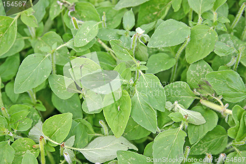 Image of green leaf