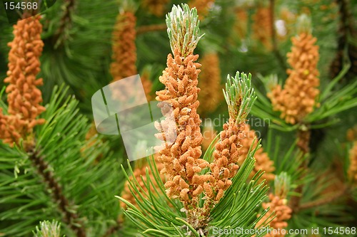 Image of fir