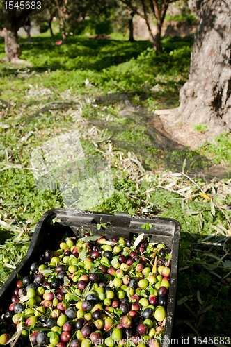 Image of Olive crates