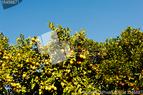 Image of Orange and lemon tree