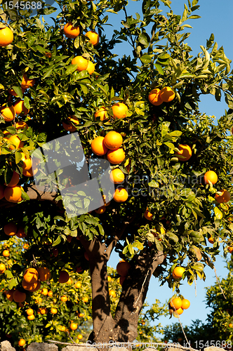 Image of Orange tree