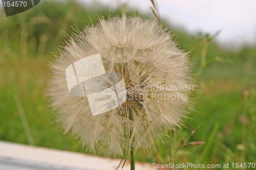 Image of dandelion