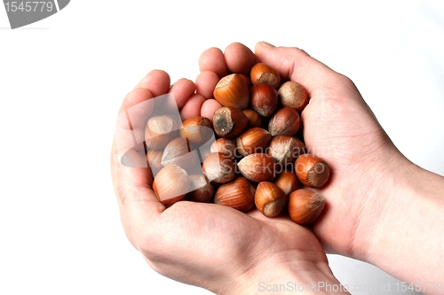 Image of handfull of hazelnuts