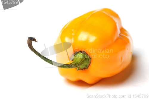 Image of yellow isolated habanero