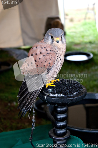 Image of Beautiful Spotted Falcon Bird