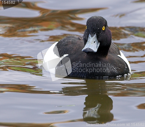 Image of Tufted duck.