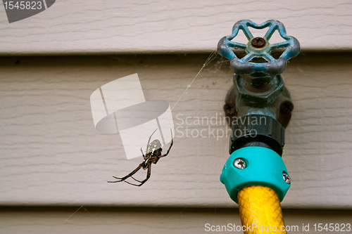 Image of Black and Yellow Orb Weaver Spider