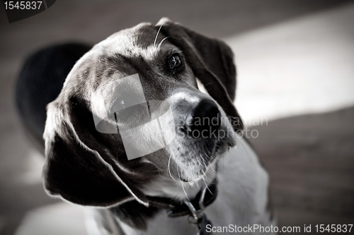 Image of Dramatic Beagle Dog Portrait 