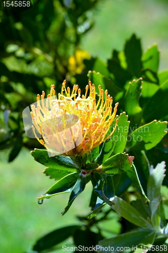 Image of Pincushion blossom