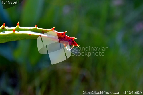 Image of raindrop on aloe vera leaf