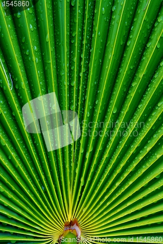 Image of Waterdrops on palm leaf