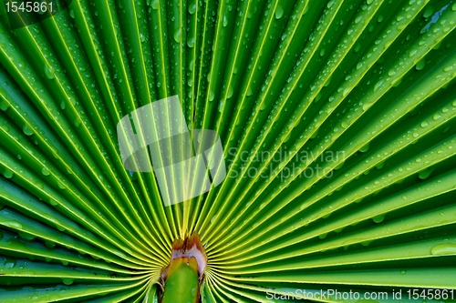 Image of Waterdrops on palm leaf