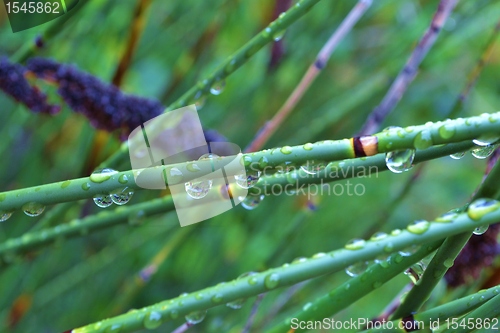 Image of Raindrops on bamboo grass