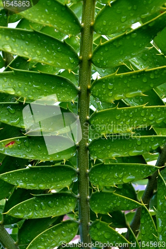 Image of  karoo cycad e lehmannii leaf