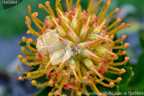 Image of Pincushion blossom