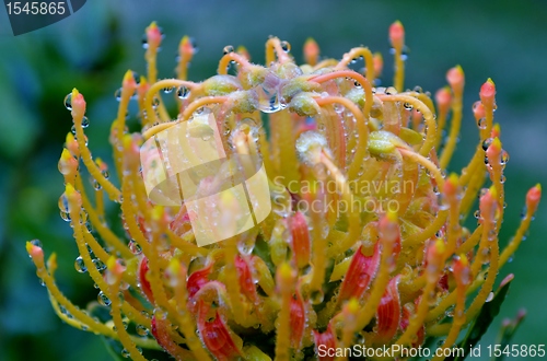 Image of Pincushion blossom