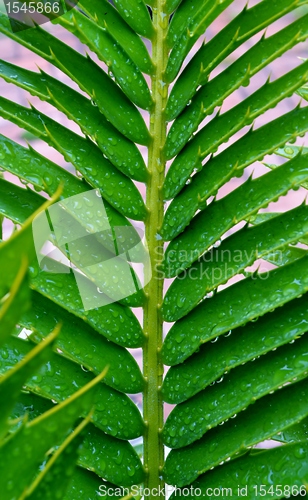 Image of  karoo cycad e lehmannii leaf