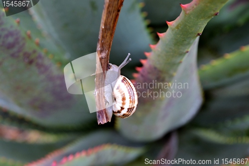 Image of Garden snail on aloe vera