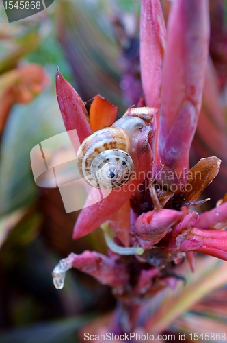 Image of garden snail