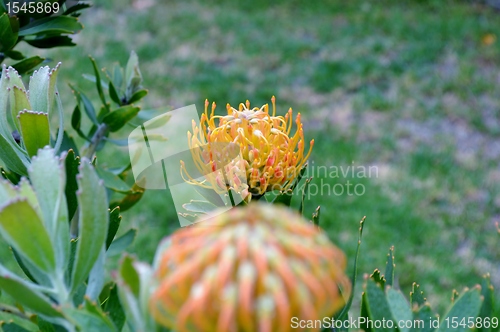 Image of Pincushion blossom