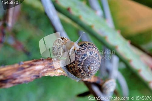 Image of garden snail