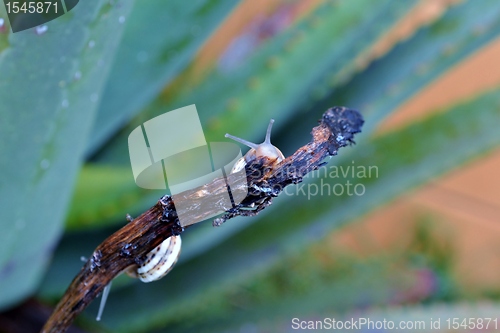 Image of garden snail