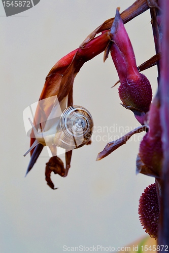 Image of garden snail